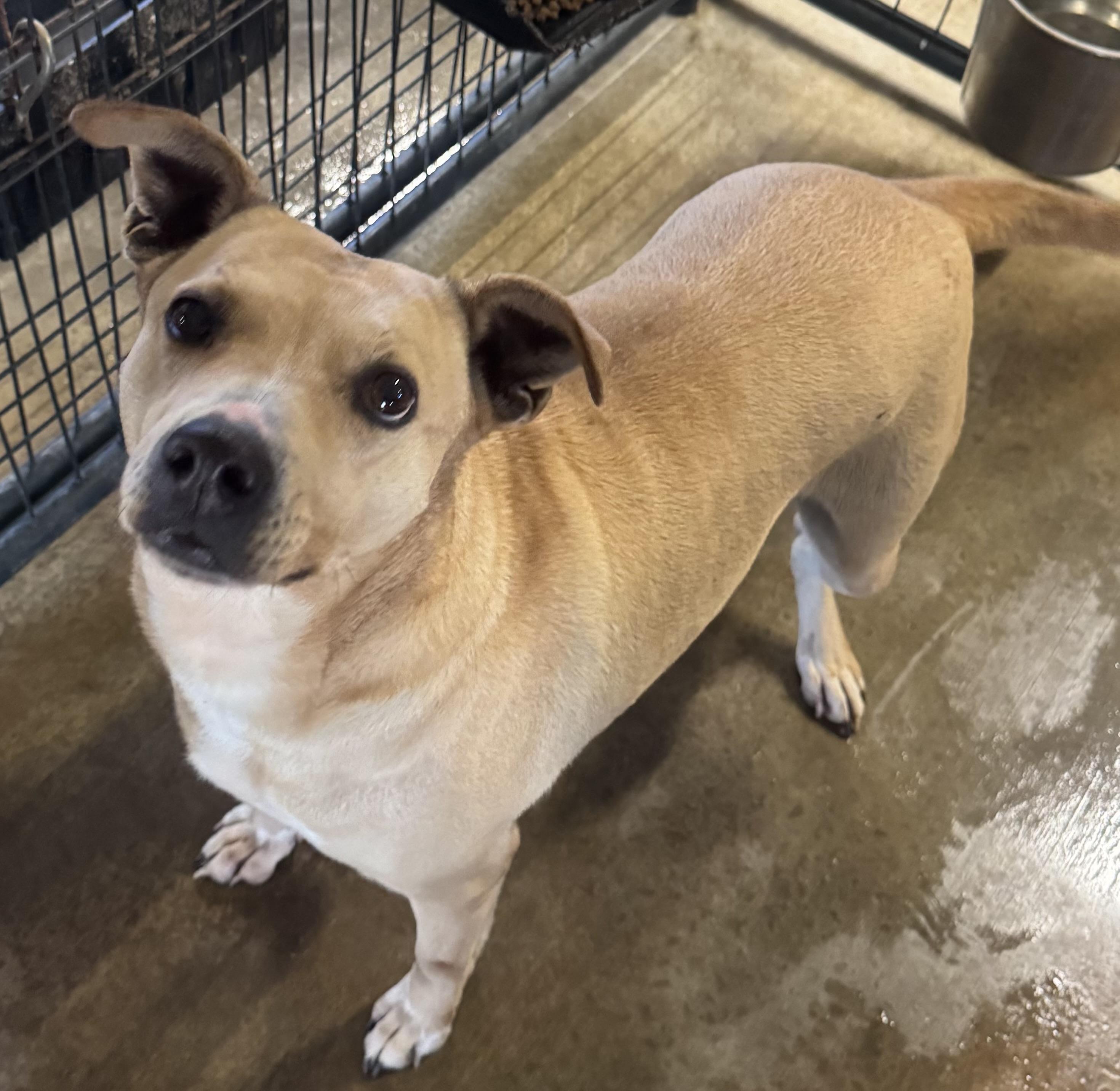 Mocha, Adult Female American Staffordshire Terrier