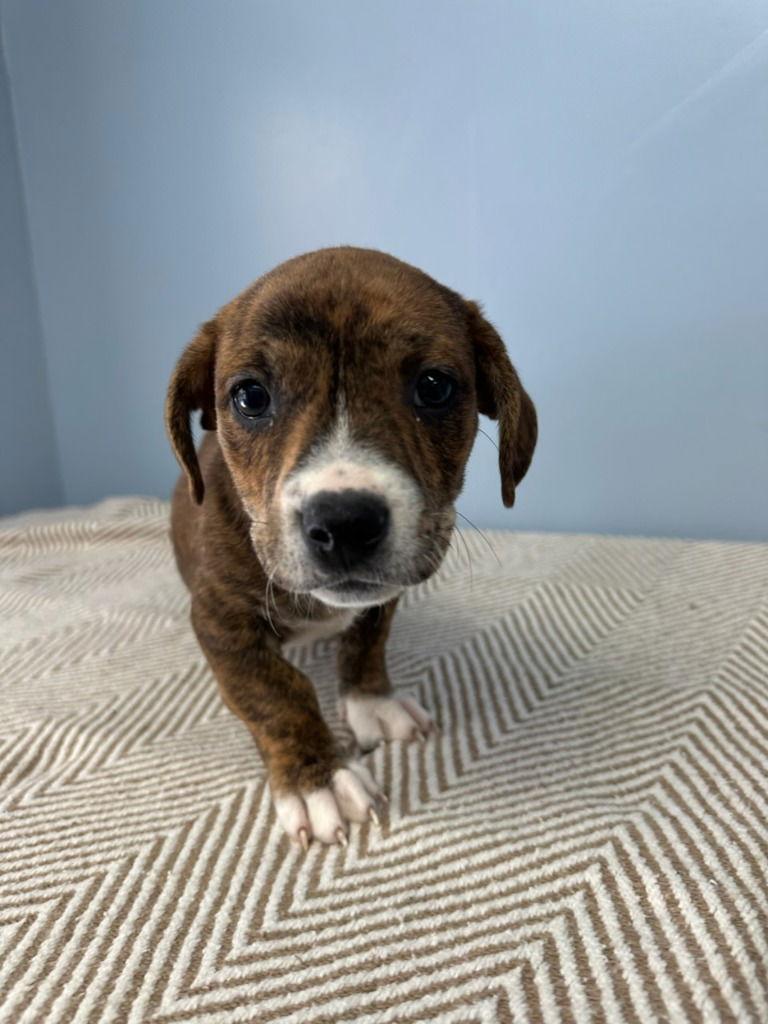 Enlarge Phelps, a Adoptable Pit Bull Terrier in Lovingston, VA image 1/1
