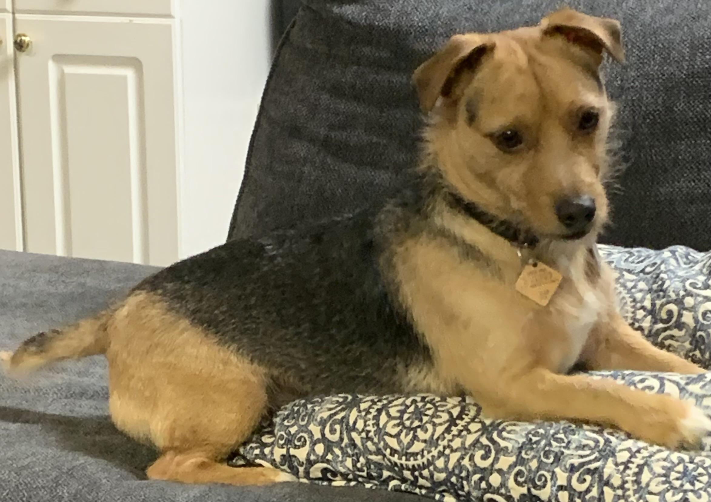 Marty, an adopted Mixed Breed in McKeesport, PA image 2/6