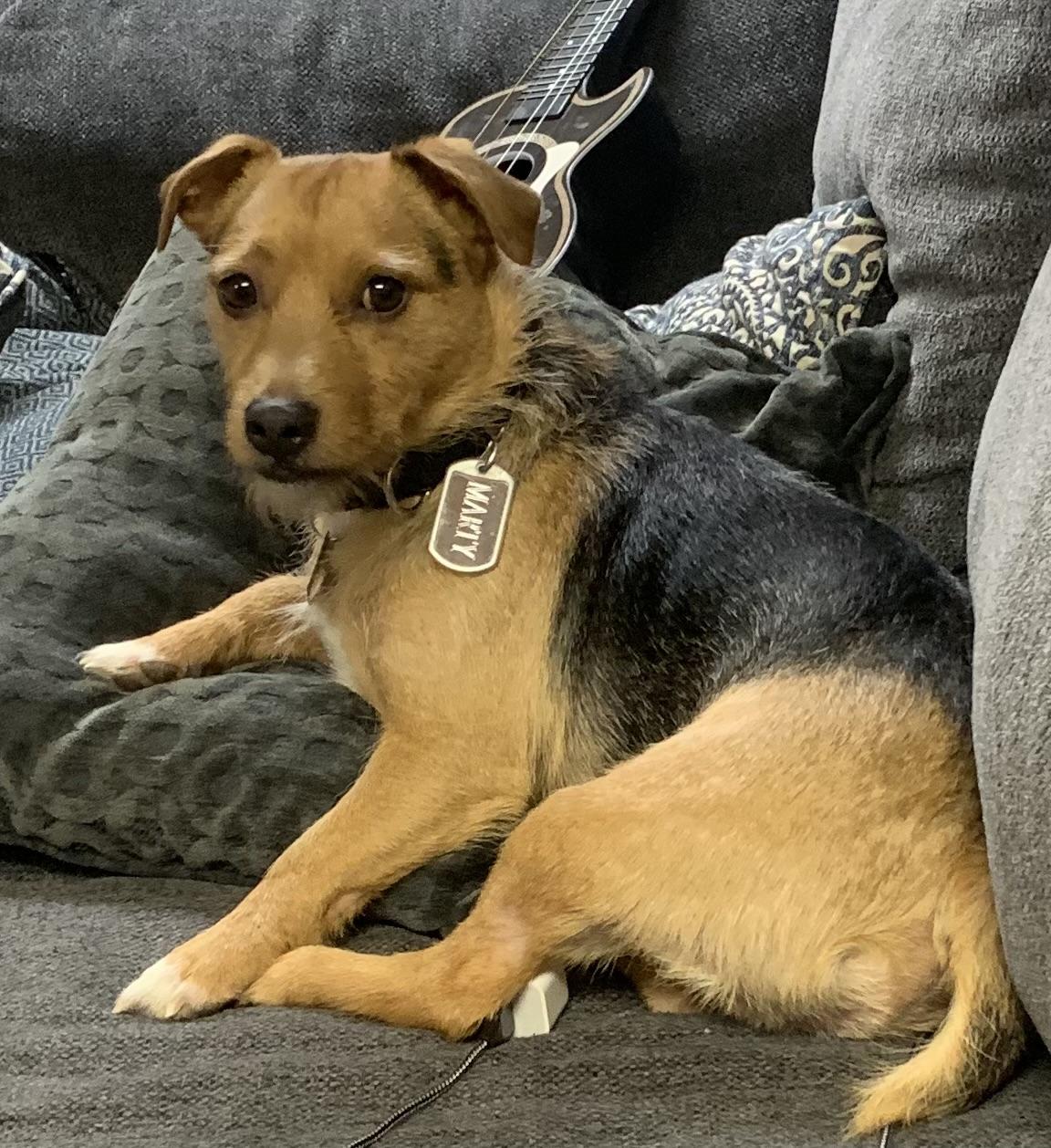 Marty, an adopted Mixed Breed in McKeesport, PA image 6/6