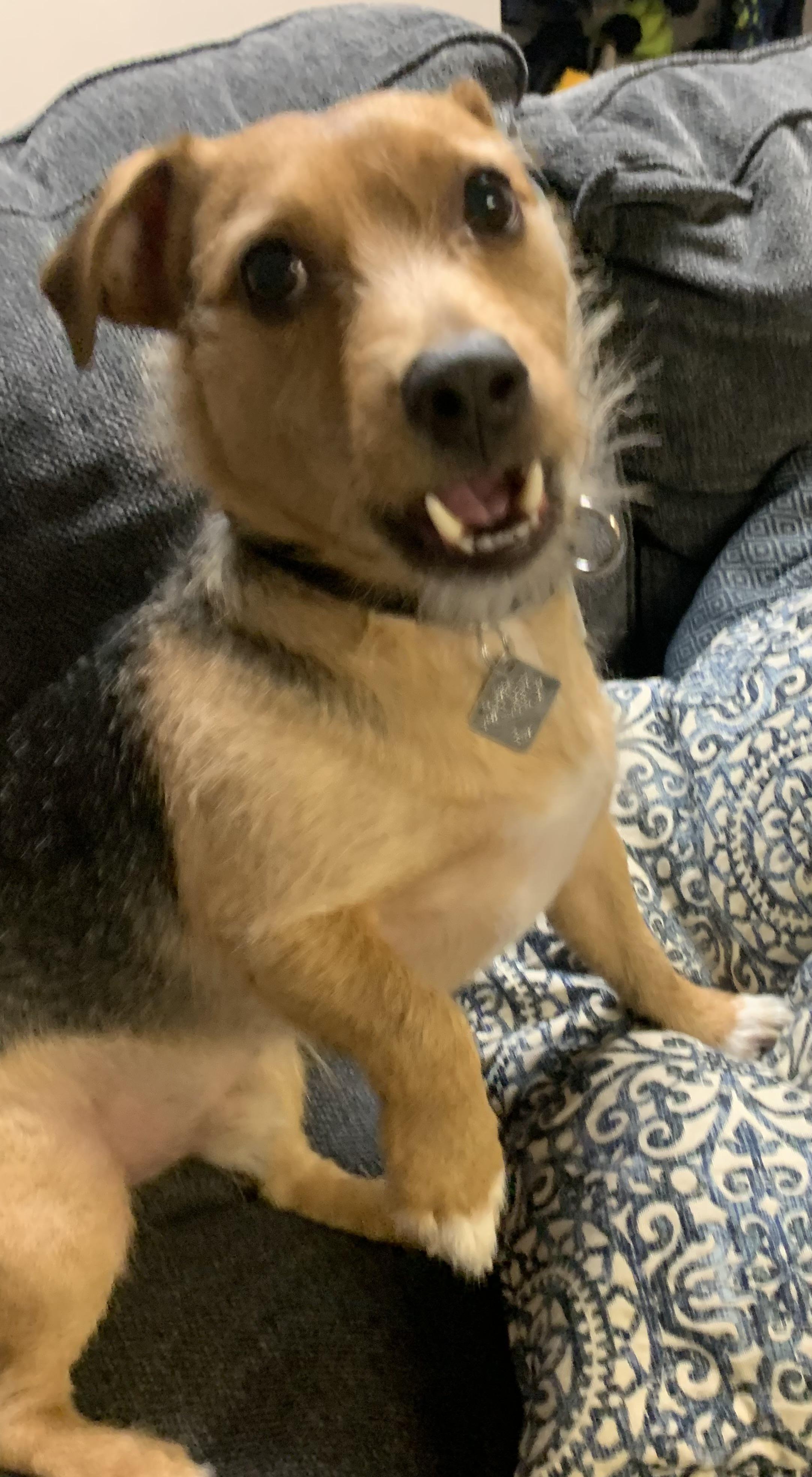 Marty, an adopted Mixed Breed in McKeesport, PA image 5/6