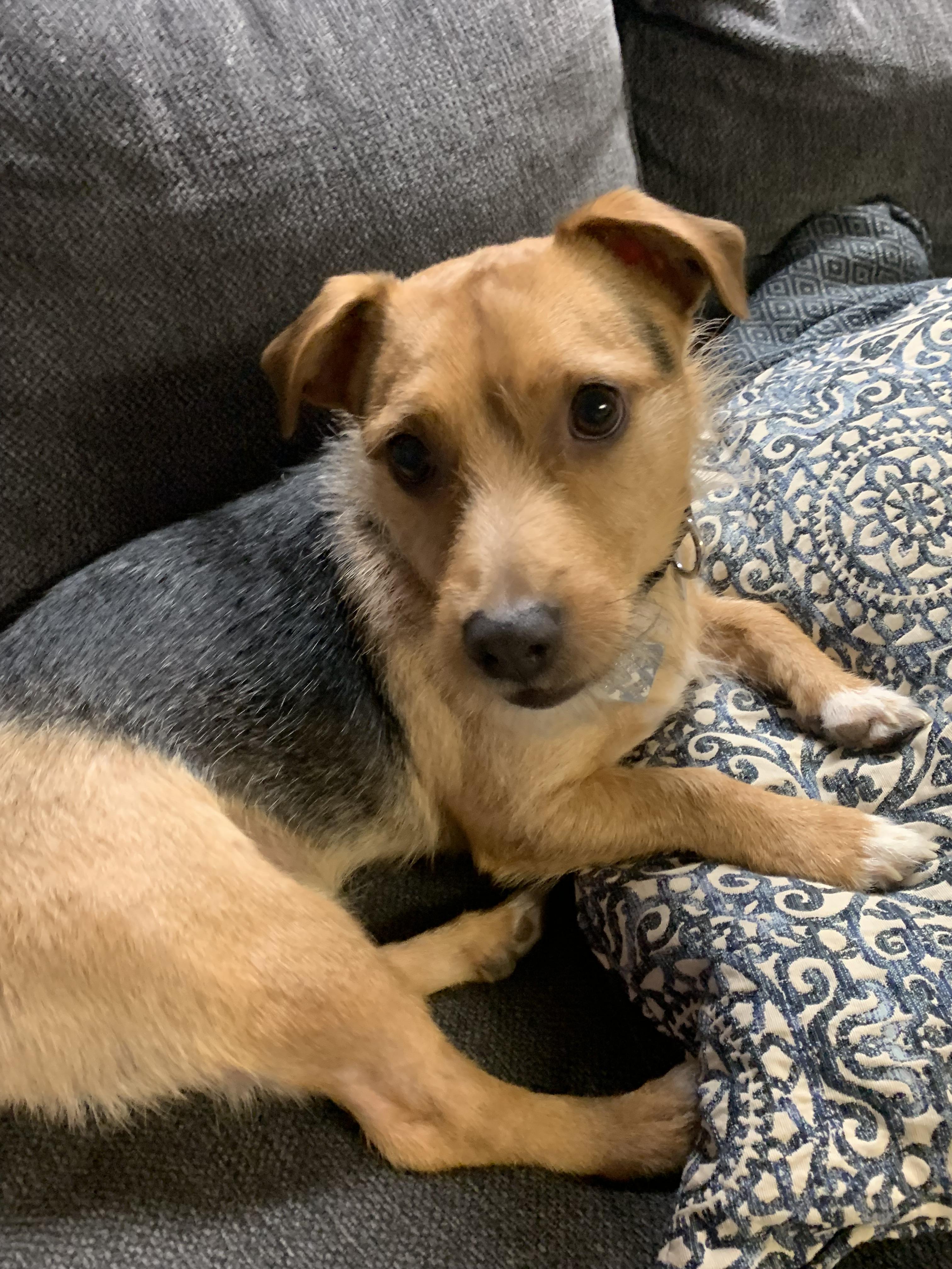 Marty, an adopted Mixed Breed in McKeesport, PA image 1/6