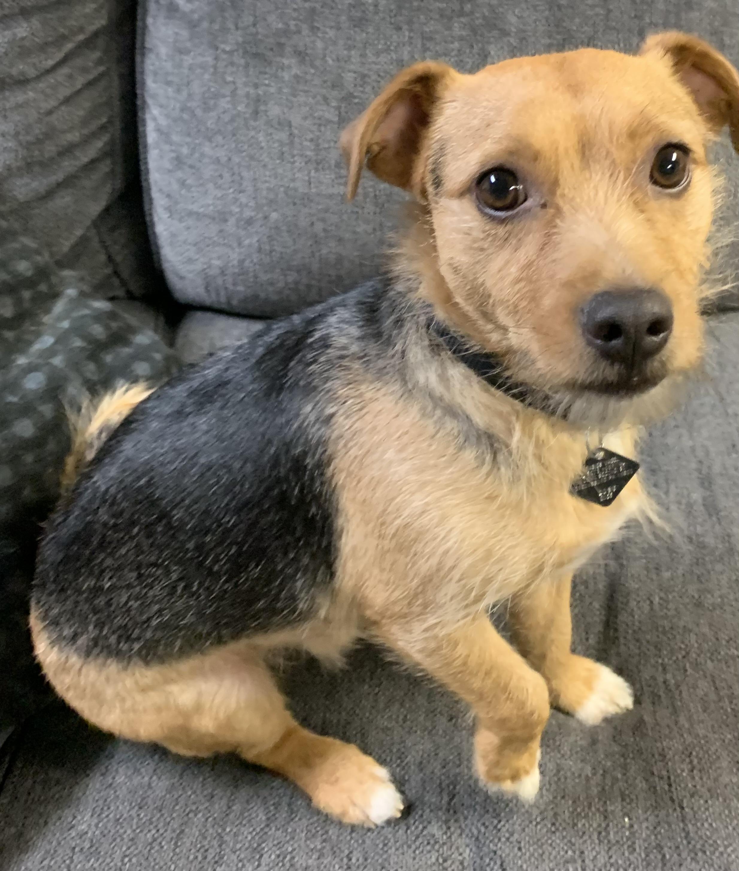 Marty, an adopted Mixed Breed in McKeesport, PA image 3/6