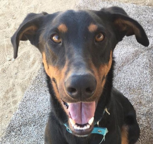 Spike, Adoptable, Young Male Doberman Pinscher.