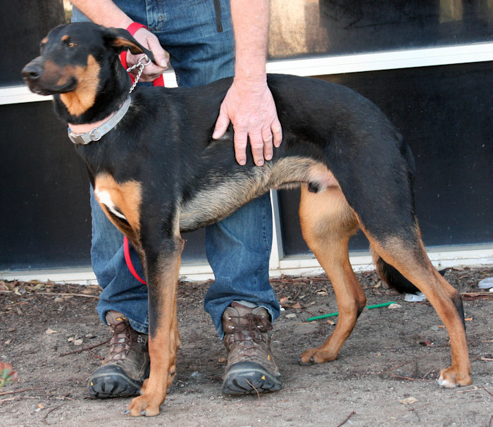 Spike, a Adoptable mixed breed in Mojave, CA image 2/8