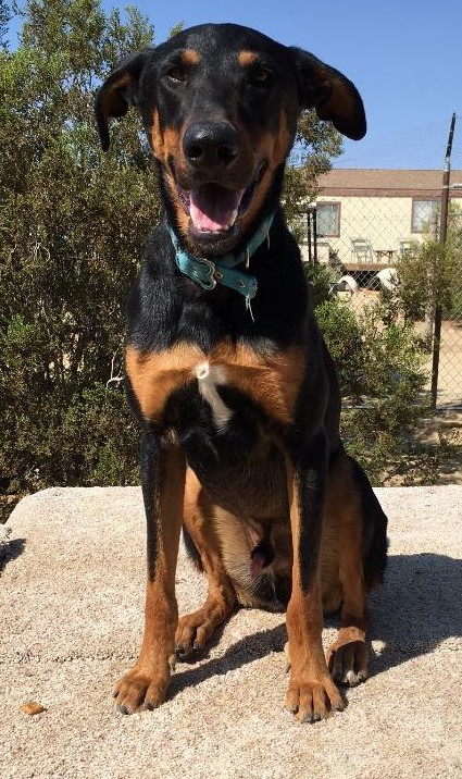 Spike, a Adoptable mixed breed in Mojave, CA image 3/8