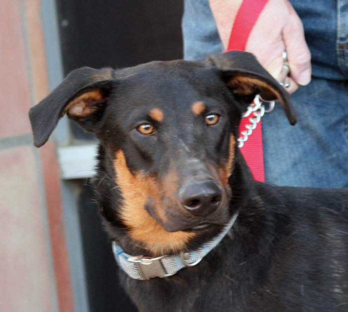 Spike, a Adoptable mixed breed in Mojave, CA image 4/8