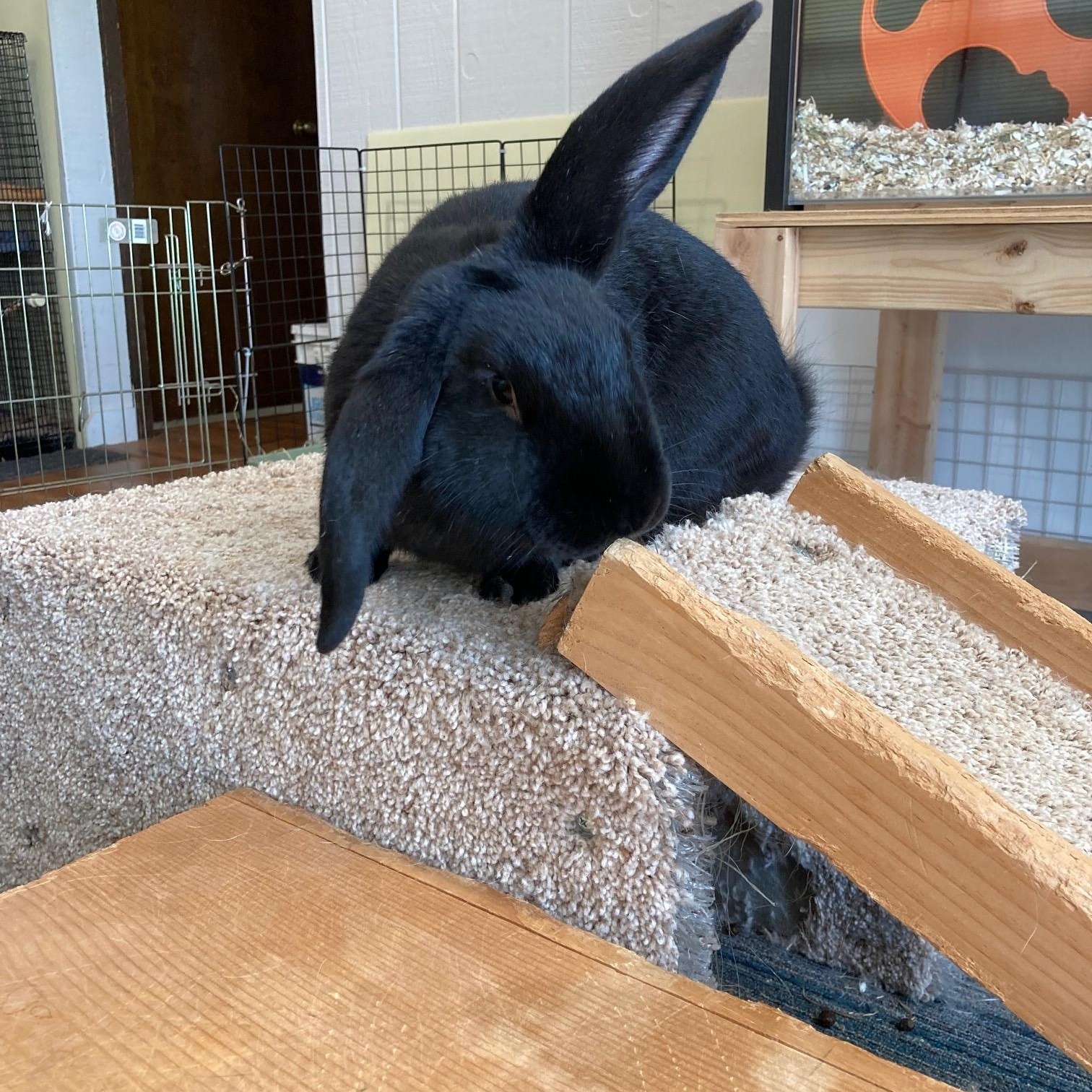 Hawkeye, an adopted mixed breed in Grand Rapids, MI image 1/4