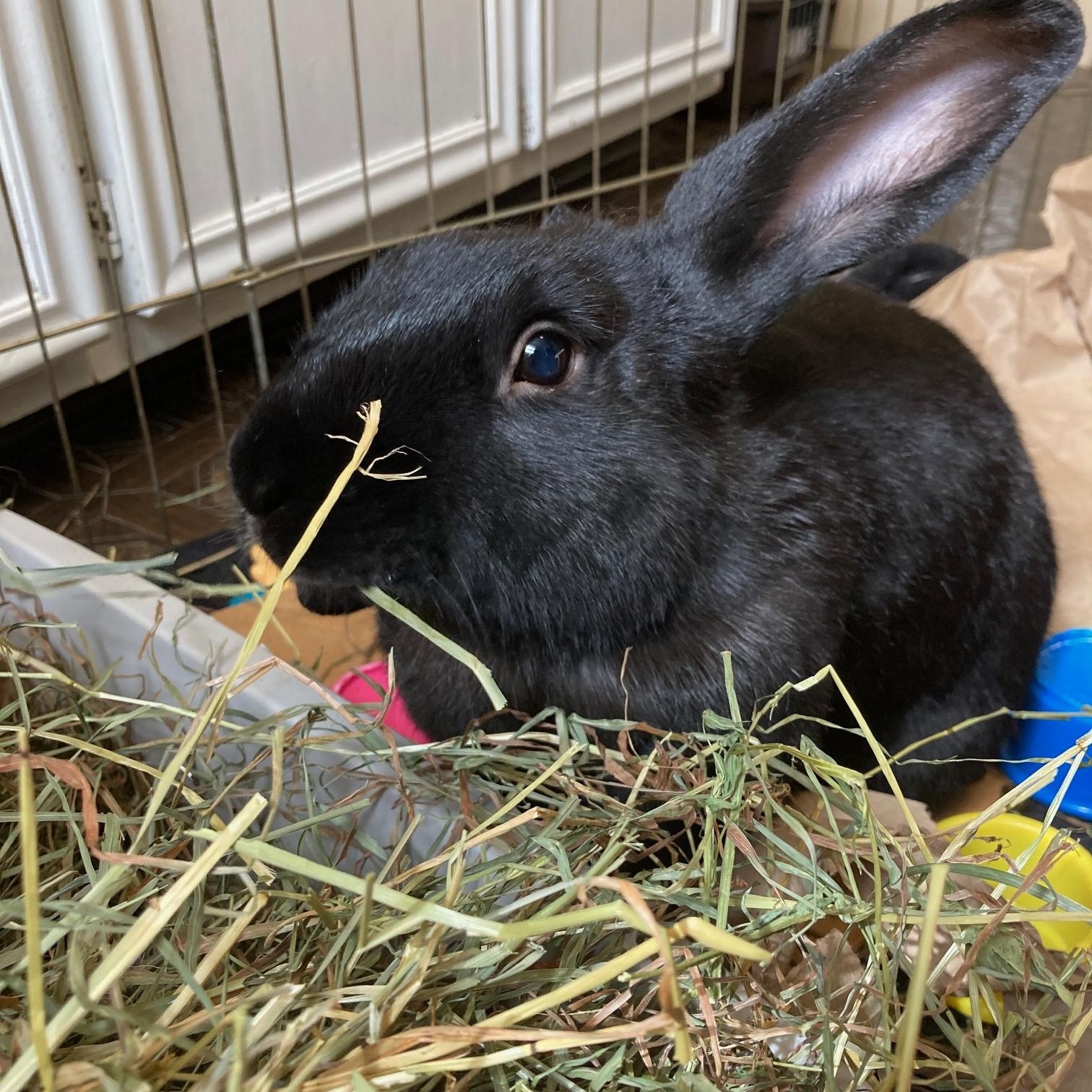 Hawkeye, an adopted mixed breed in Grand Rapids, MI image 4/4