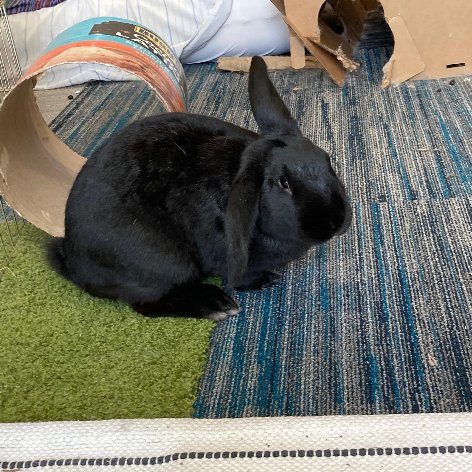 Hawkeye, an adopted mixed breed in Grand Rapids, MI image 2/4