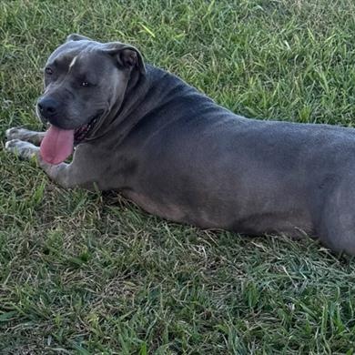 Enlarge Blue, a Adopted American Bulldog in Mayfield Heights, OH image 2/5