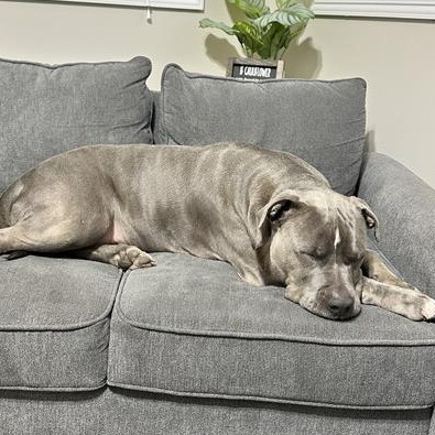 Enlarge Blue, a Adopted American Bulldog in Mayfield Heights, OH image 3/5