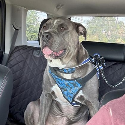 Enlarge Blue, a Adopted American Bulldog in Mayfield Heights, OH image 4/5