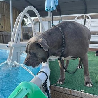 Enlarge Blue, a Adopted American Bulldog in Mayfield Heights, OH image 5/5