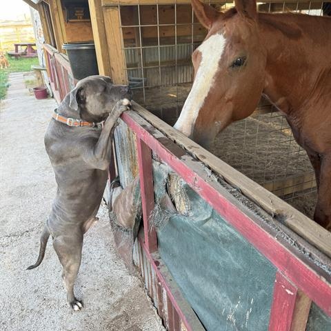 Blue, Adopted, Adult Male American Bulldog.