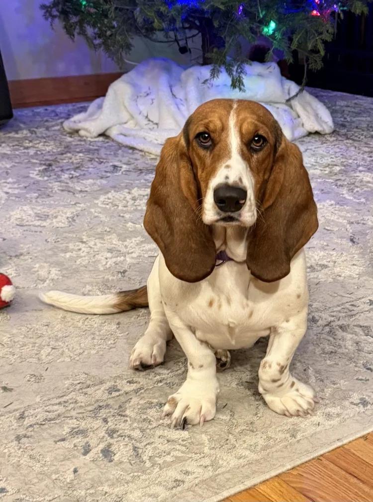 Enlarge Janus, an adopted Basset Hound in St. Paul, MN image 1/3
