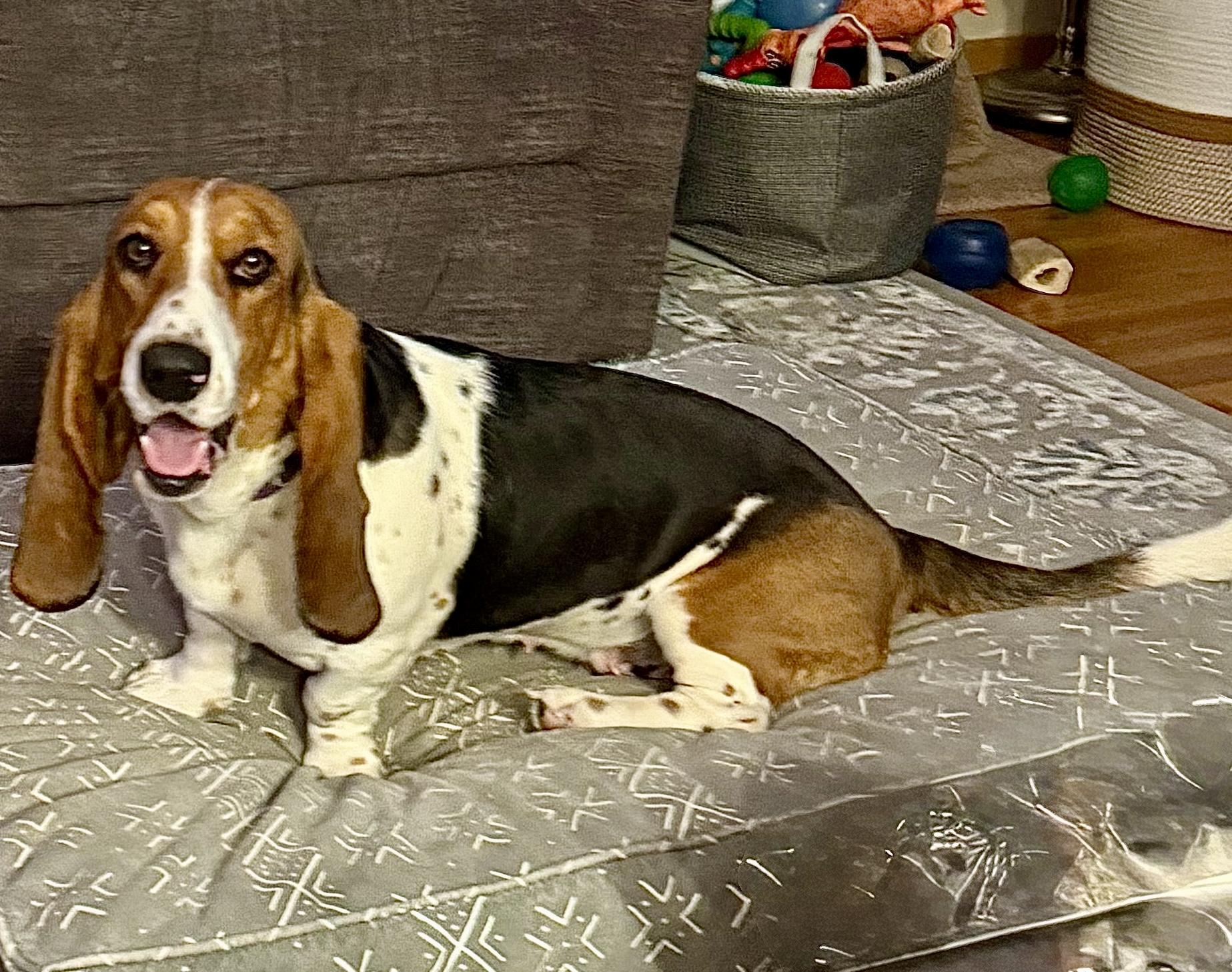 Enlarge Janus, an adopted Basset Hound in St. Paul, MN image 2/3