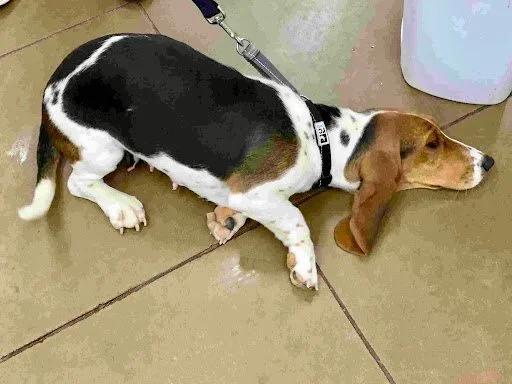 Enlarge Janus, an adopted Basset Hound in St. Paul, MN image 3/3