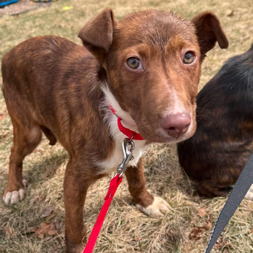 Enlarge Mauii (12 week old male Podengo puppy!), a Adoptable mixed breed in HANSON, MA image 1/2