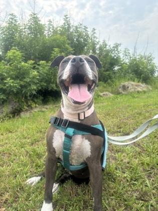 Xena - 2, Adoptable, Adult Female Pit Bull Terrier & Mixed Breed.