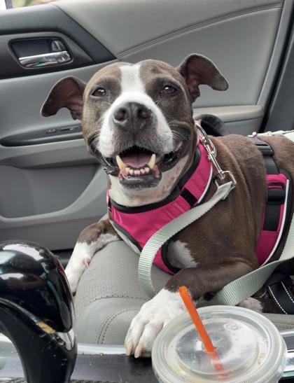 Xena - 2, a Adoptable mixed breed in Daytona Beach, FL image 2/3