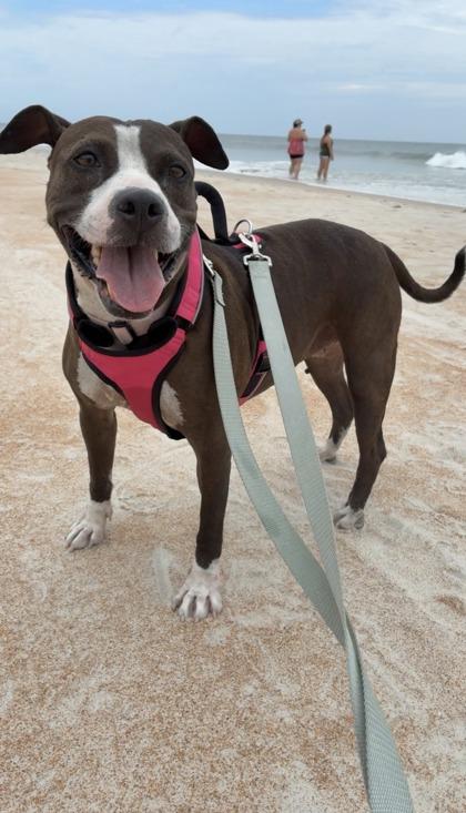 Xena - 2, a Adoptable mixed breed in Daytona Beach, FL image 3/3