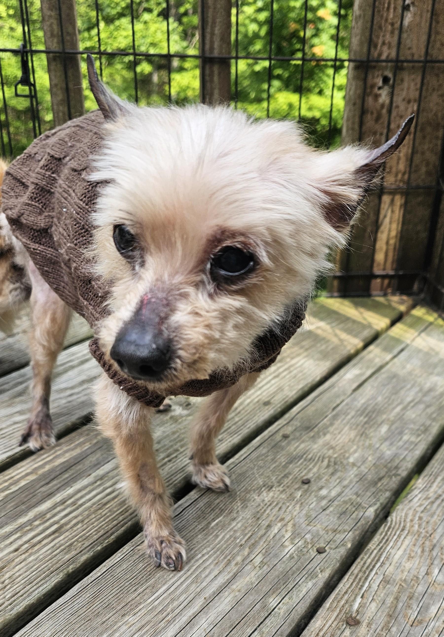 Norbert, Adoptable, Adult Male Yorkshire Terrier.
