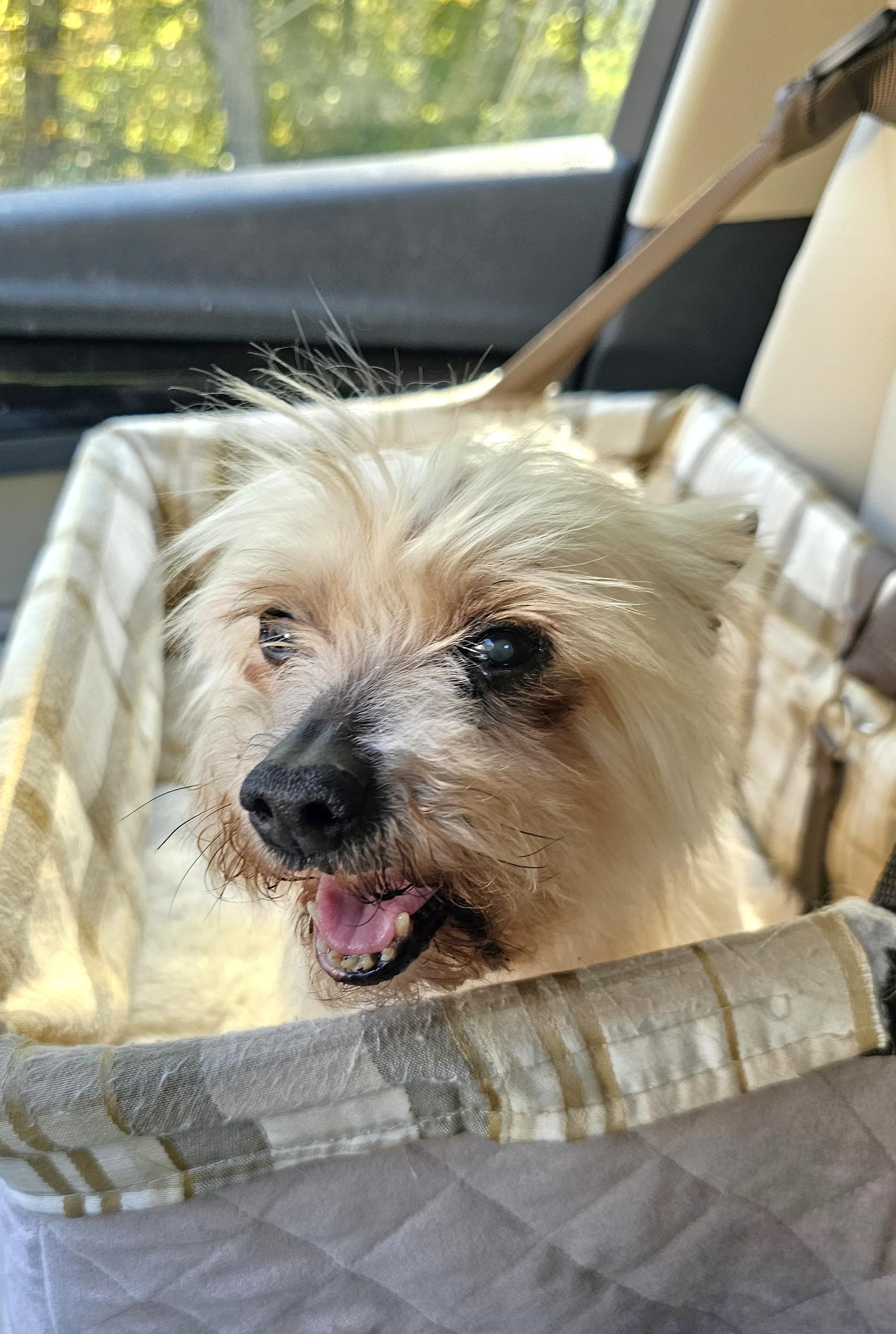 Enlarge Norbert, a Adoptable Yorkshire Terrier in Wharton, NJ image 2/5