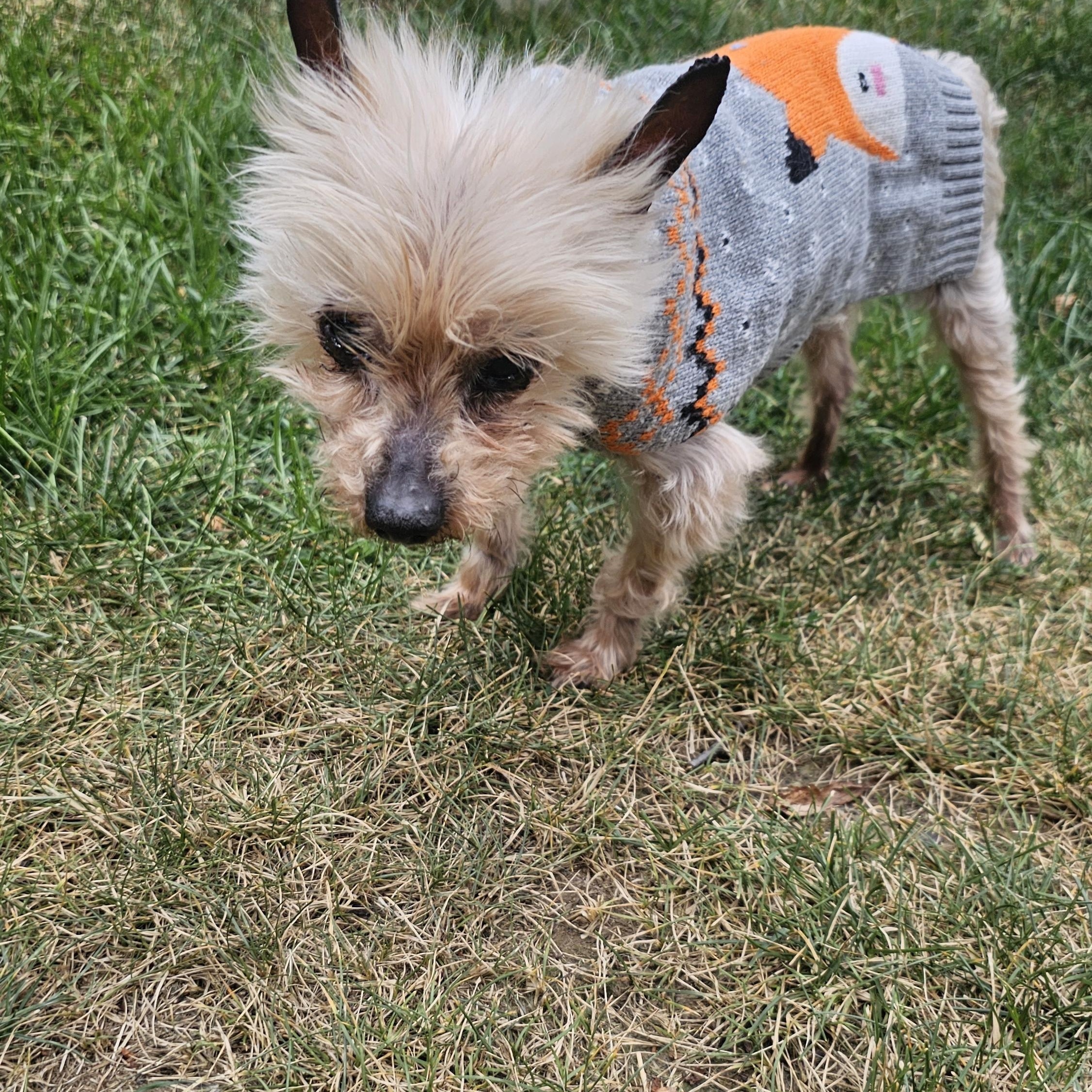 Enlarge Norbert, a Adoptable Yorkshire Terrier in Wharton, NJ image 3/5