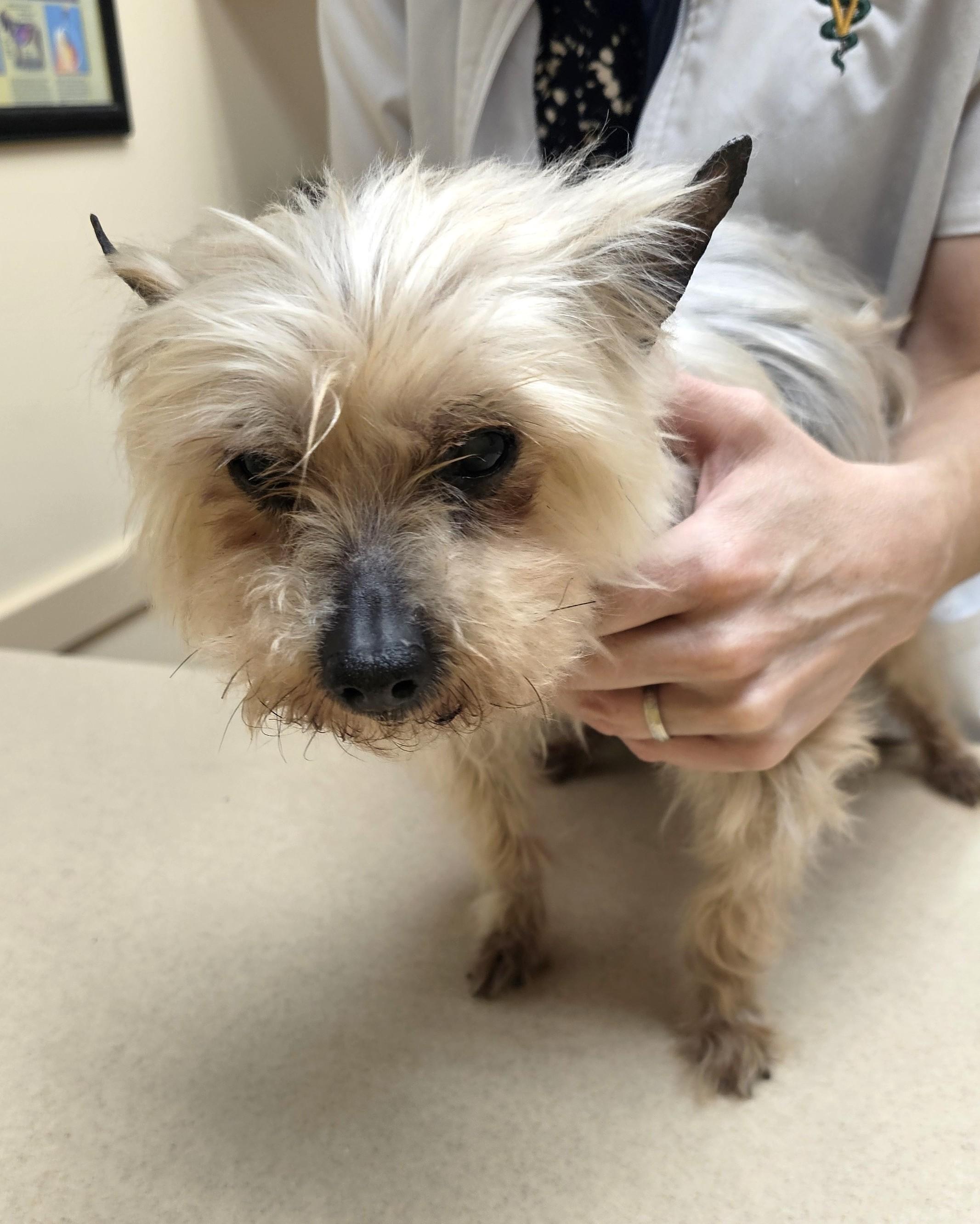 Enlarge Norbert, a Adoptable Yorkshire Terrier in Wharton, NJ image 4/5