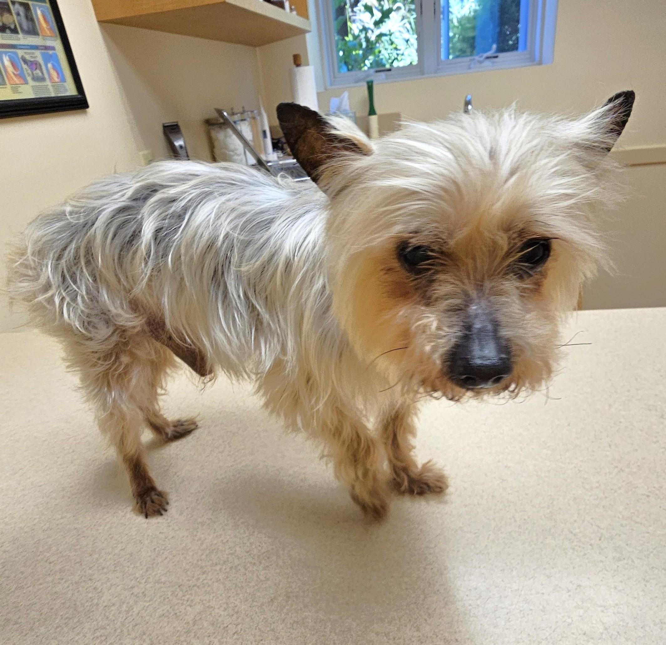 Enlarge Norbert, a Adoptable Yorkshire Terrier in Wharton, NJ image 5/5