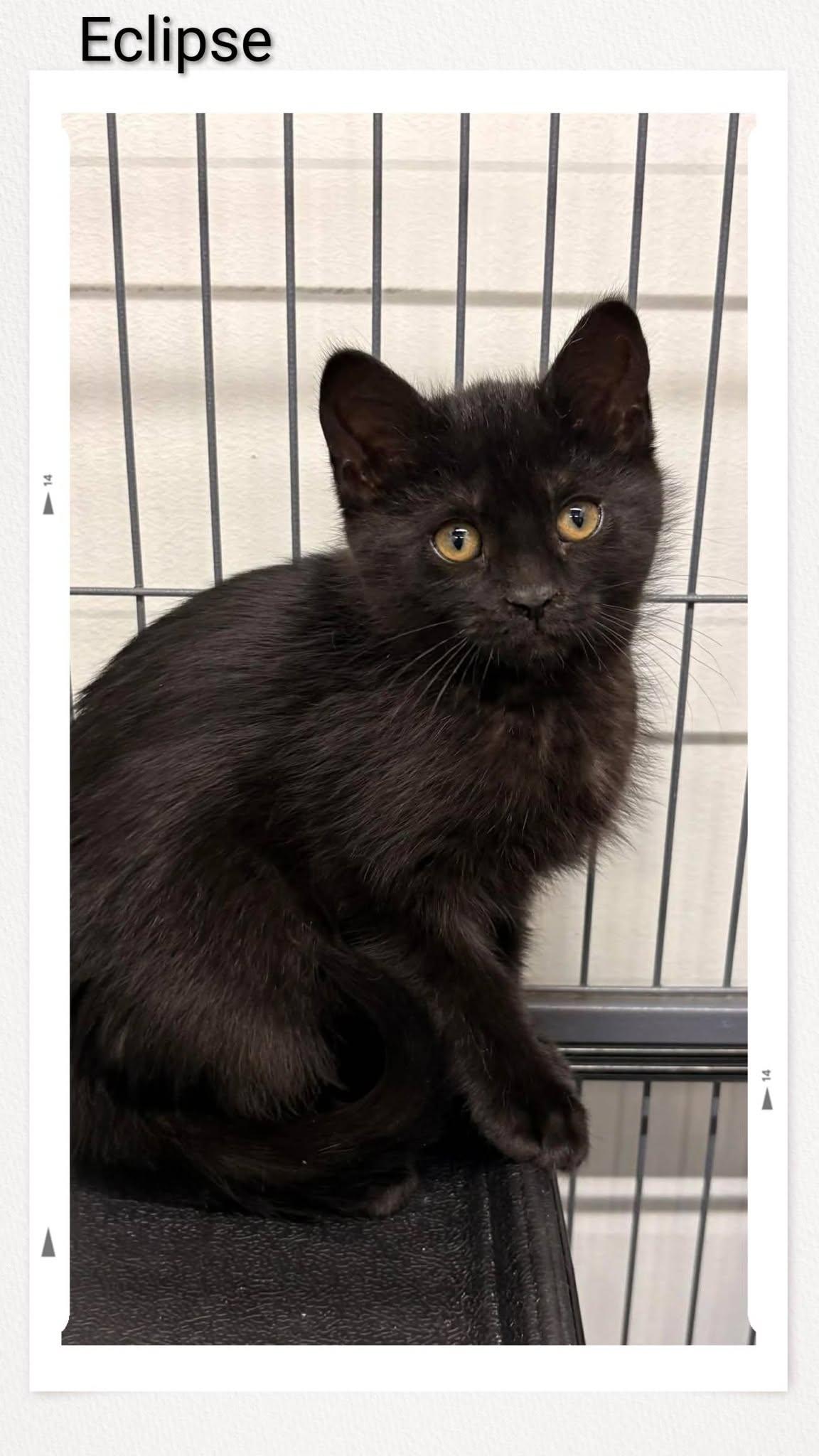 Eclipse, Adoptable, Young Female Domestic Short Hair.