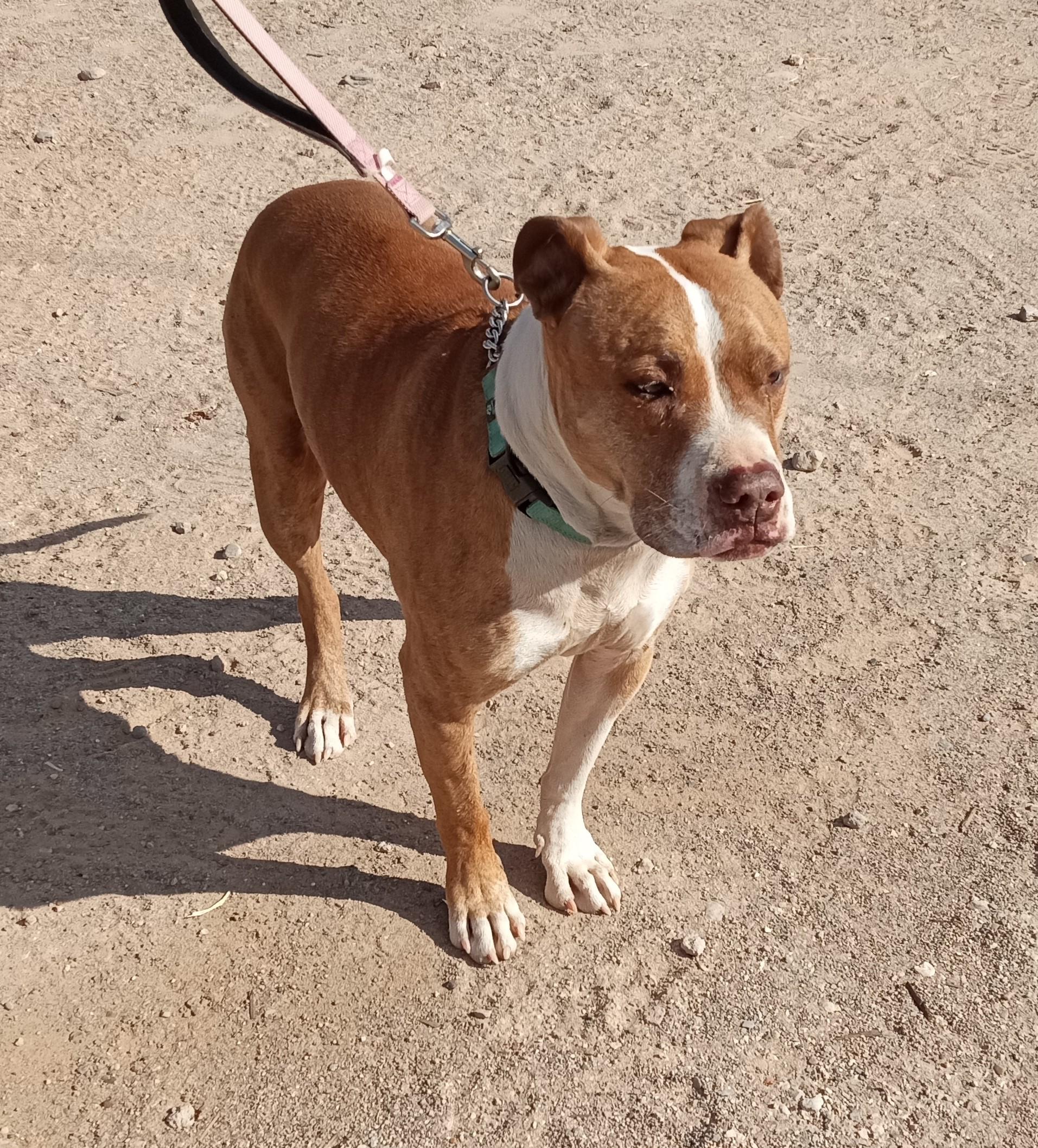 Enlarge Porter, a Adoptable mixed breed in Golden Valley, AZ image 1/1