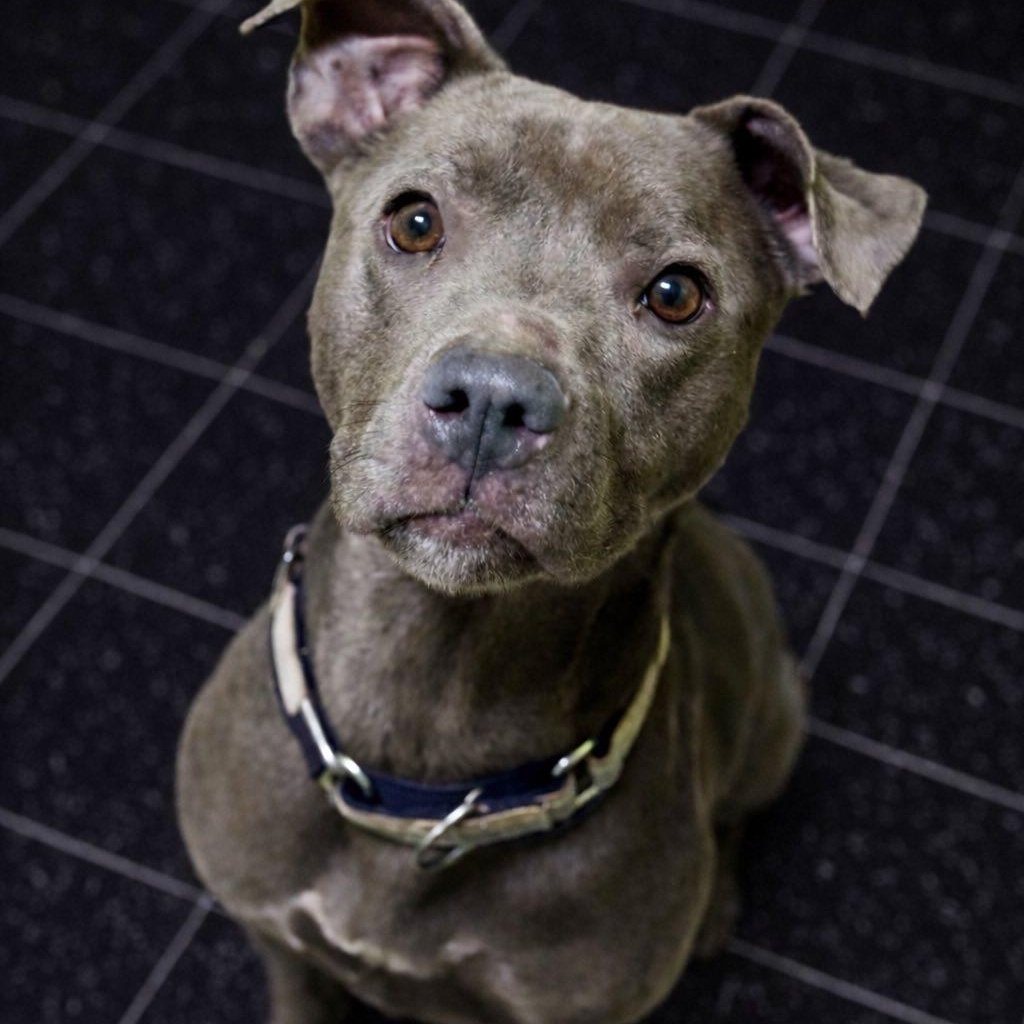 Enlarge Bailey C, a ADOPTABLE mixed breed in Battle Creek, MI image 1/1