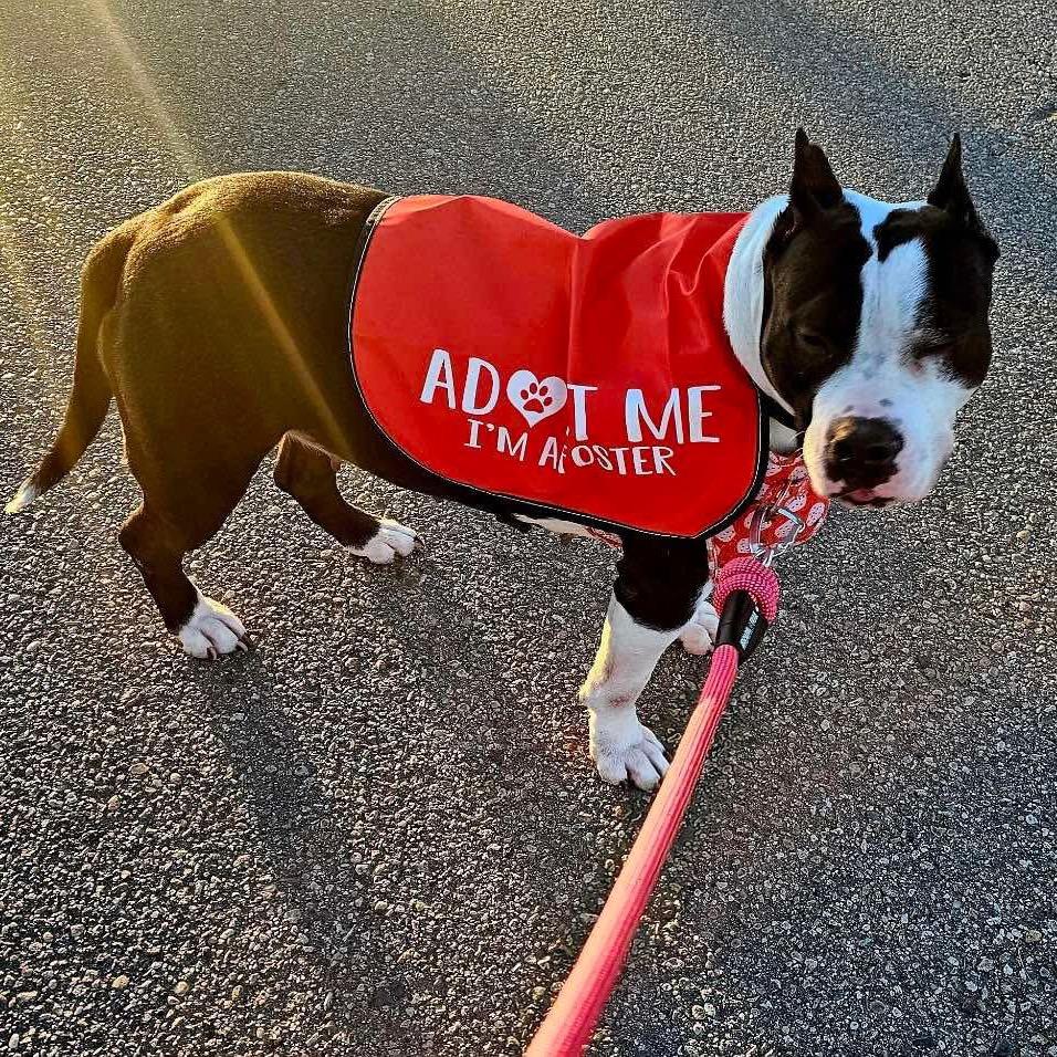 Bristol, Adoptable, Senior Female Pit Bull Terrier.