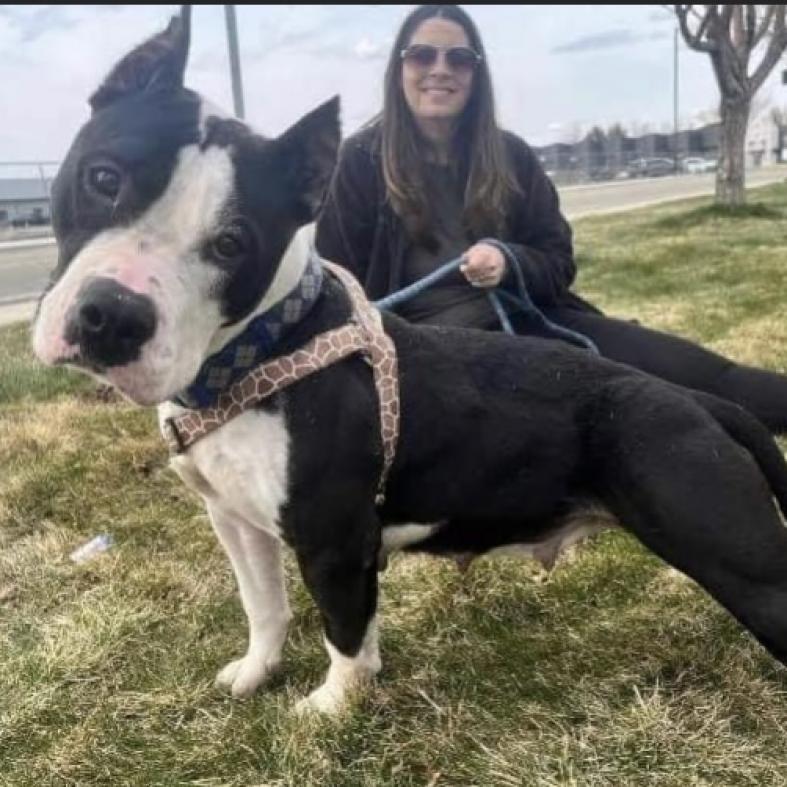 Bristol, a Adoptable Pit Bull Terrier in Nampa, ID image 2/5