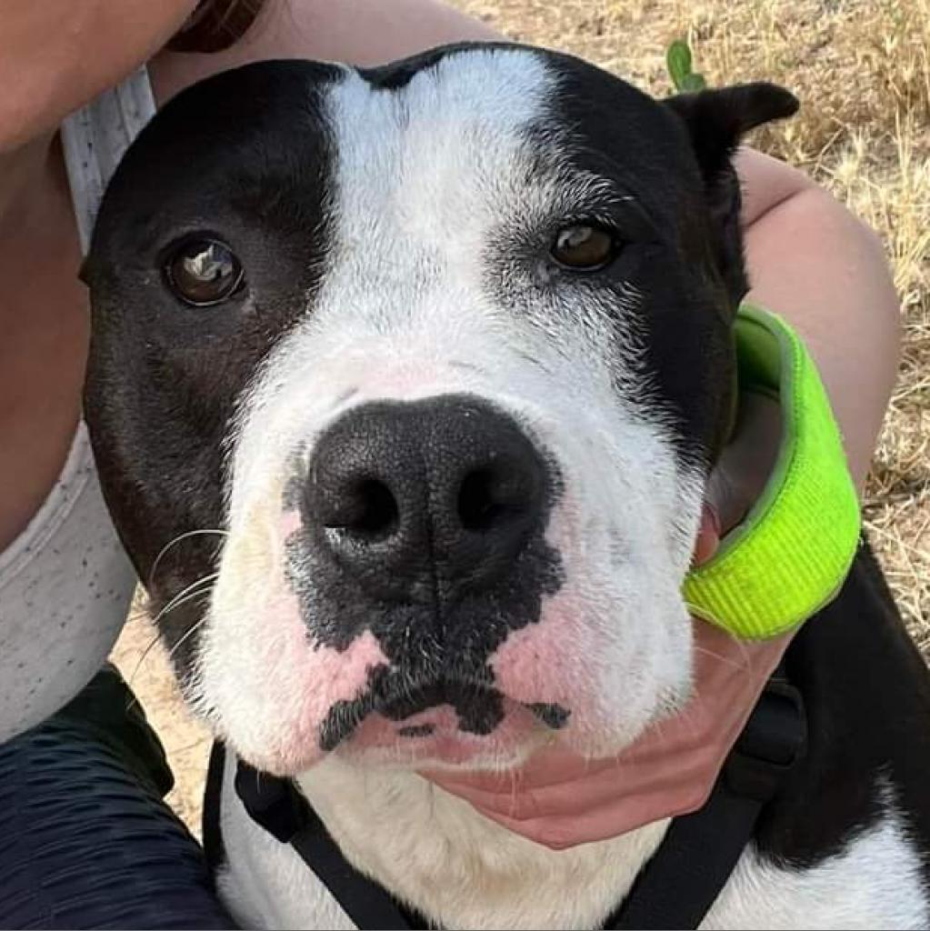 Bristol, a Adoptable Pit Bull Terrier in Nampa, ID image 3/5