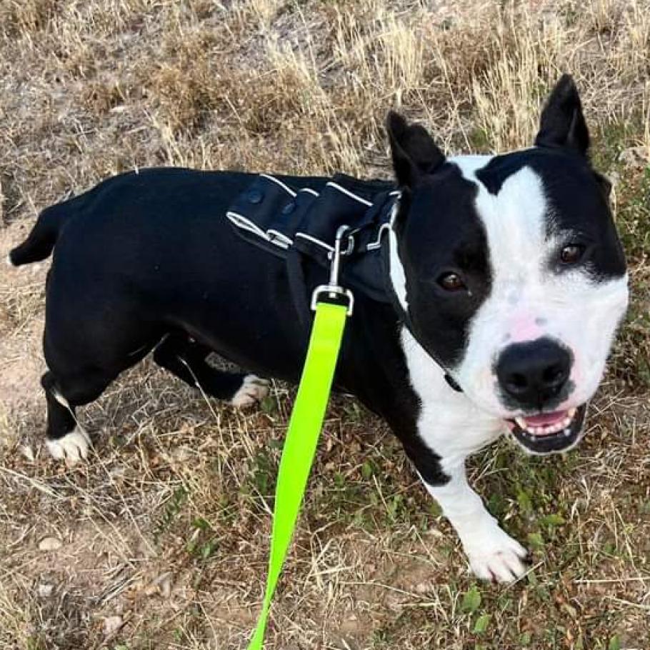 Bristol, a Adoptable Pit Bull Terrier in Nampa, ID image 4/5