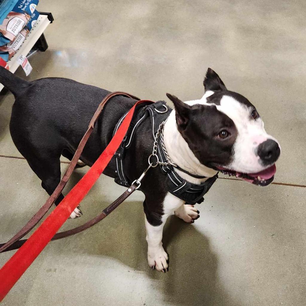 Bristol, a Adoptable Pit Bull Terrier in Nampa, ID image 5/5