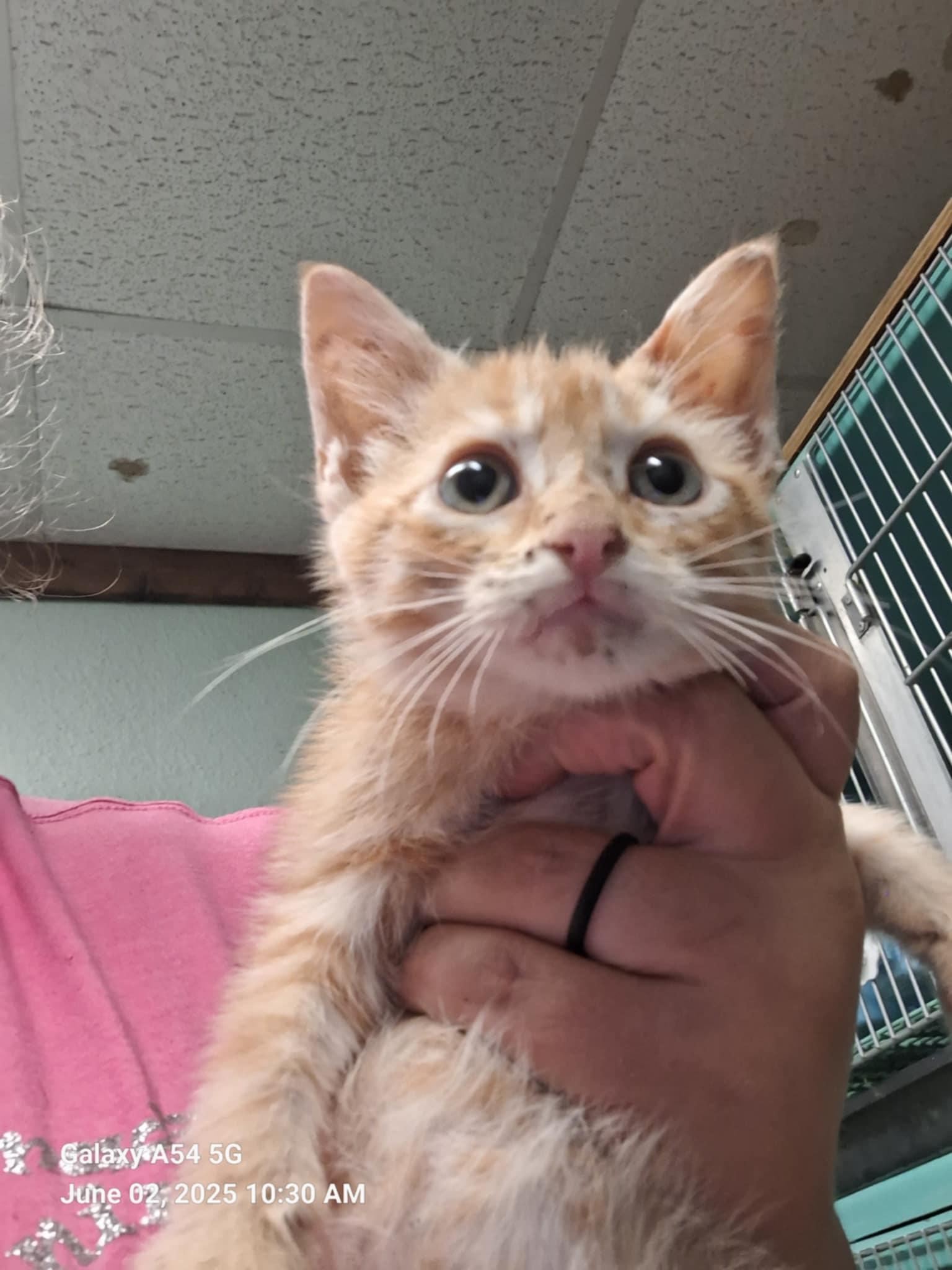 Liam, Baby Male Domestic Short Hair