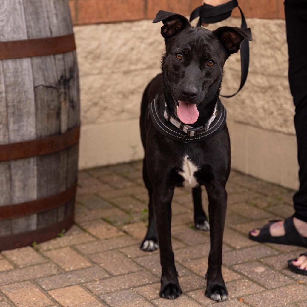 Everest, a Adoptable mixed breed in Crystal, MN image 1/3