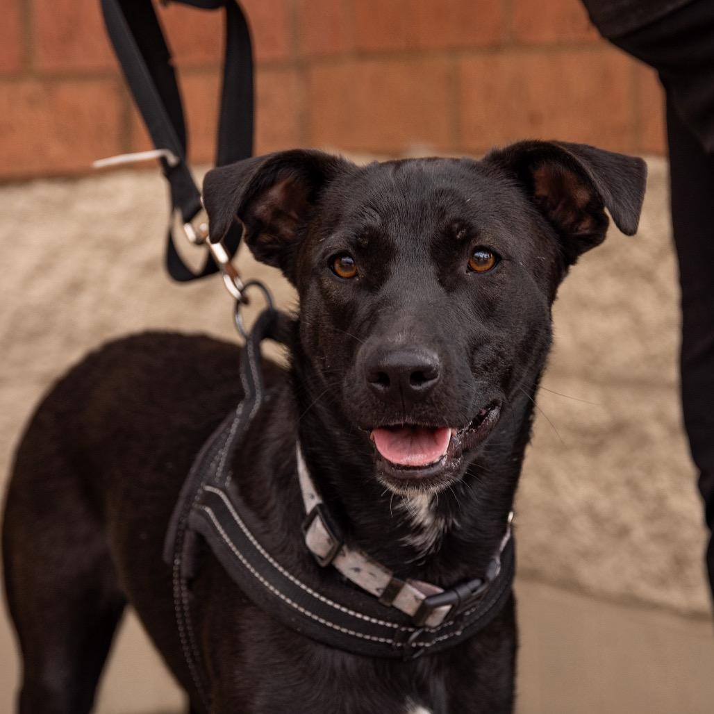 Everest, a Adoptable mixed breed in Crystal, MN image 2/3