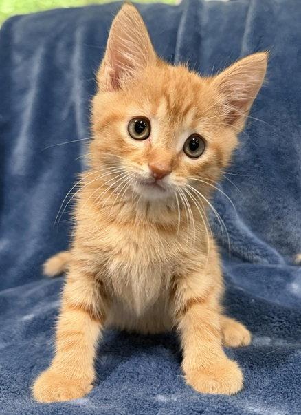 Cheddar, a Adopted Domestic Short Hair in Nashville, TN image 1/3