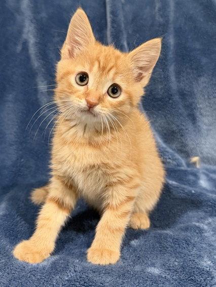 Cheddar, a Adopted Domestic Short Hair in Nashville, TN image 2/3