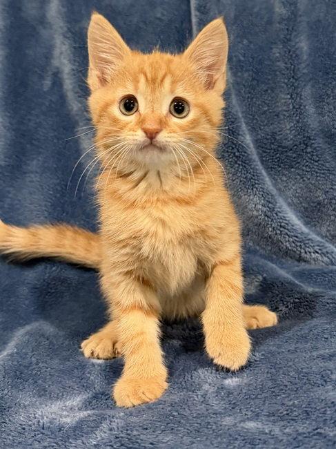 Cheddar, a Adopted Domestic Short Hair in Nashville, TN image 3/3