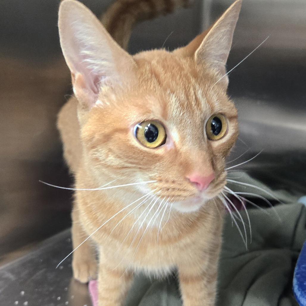 Enlarge Lizzy, a Adoptable Domestic Short Hair in Tawas City, MI image 1/1