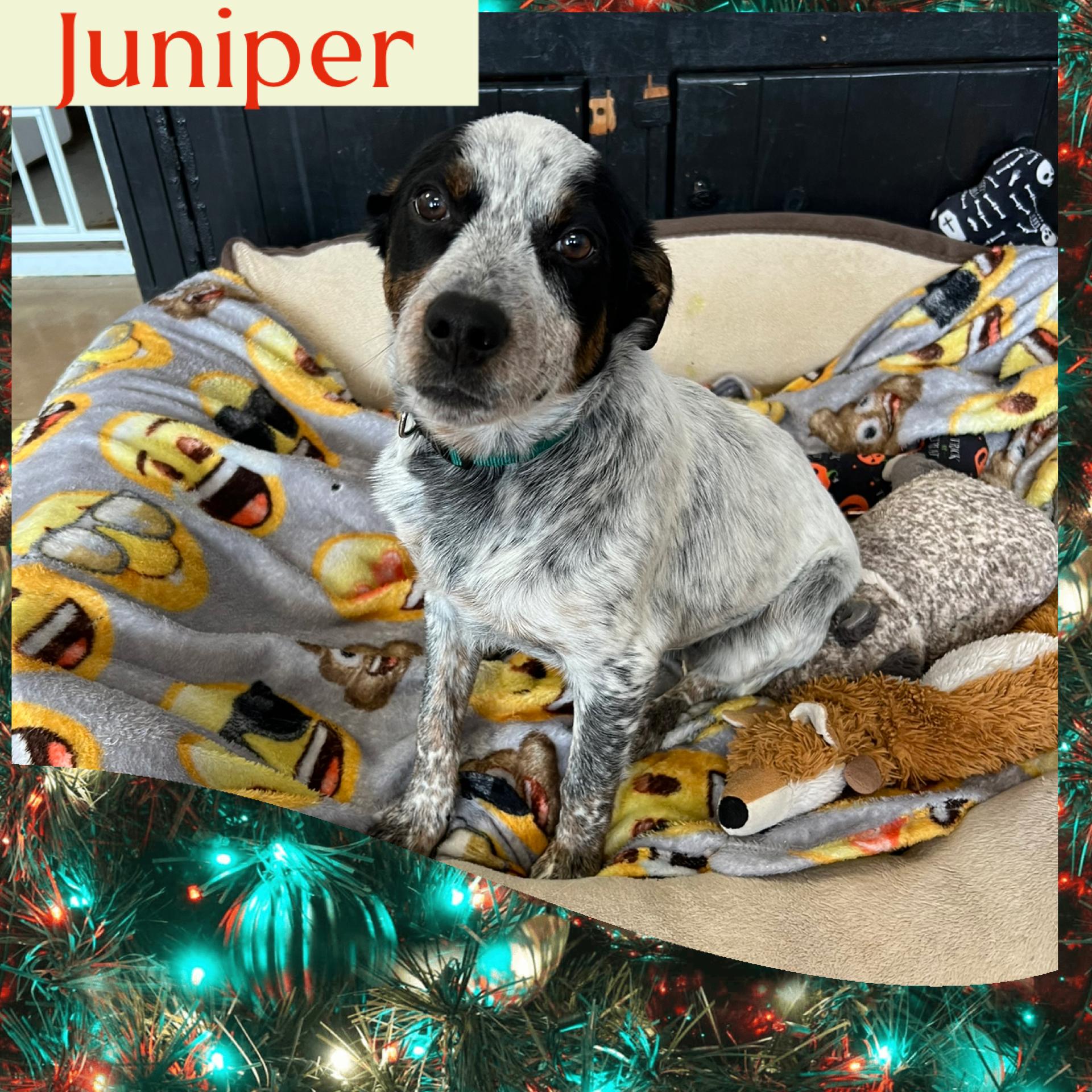 Enlarge Juniper, a Adoptable mixed breed in Joliet, IL image 1/1