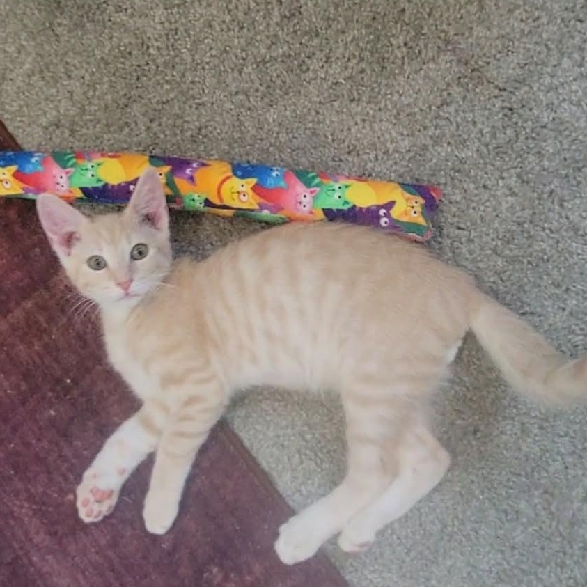 Enlarge Russet, a Adoptable mixed breed in Litchfield Park, AZ image 4/6