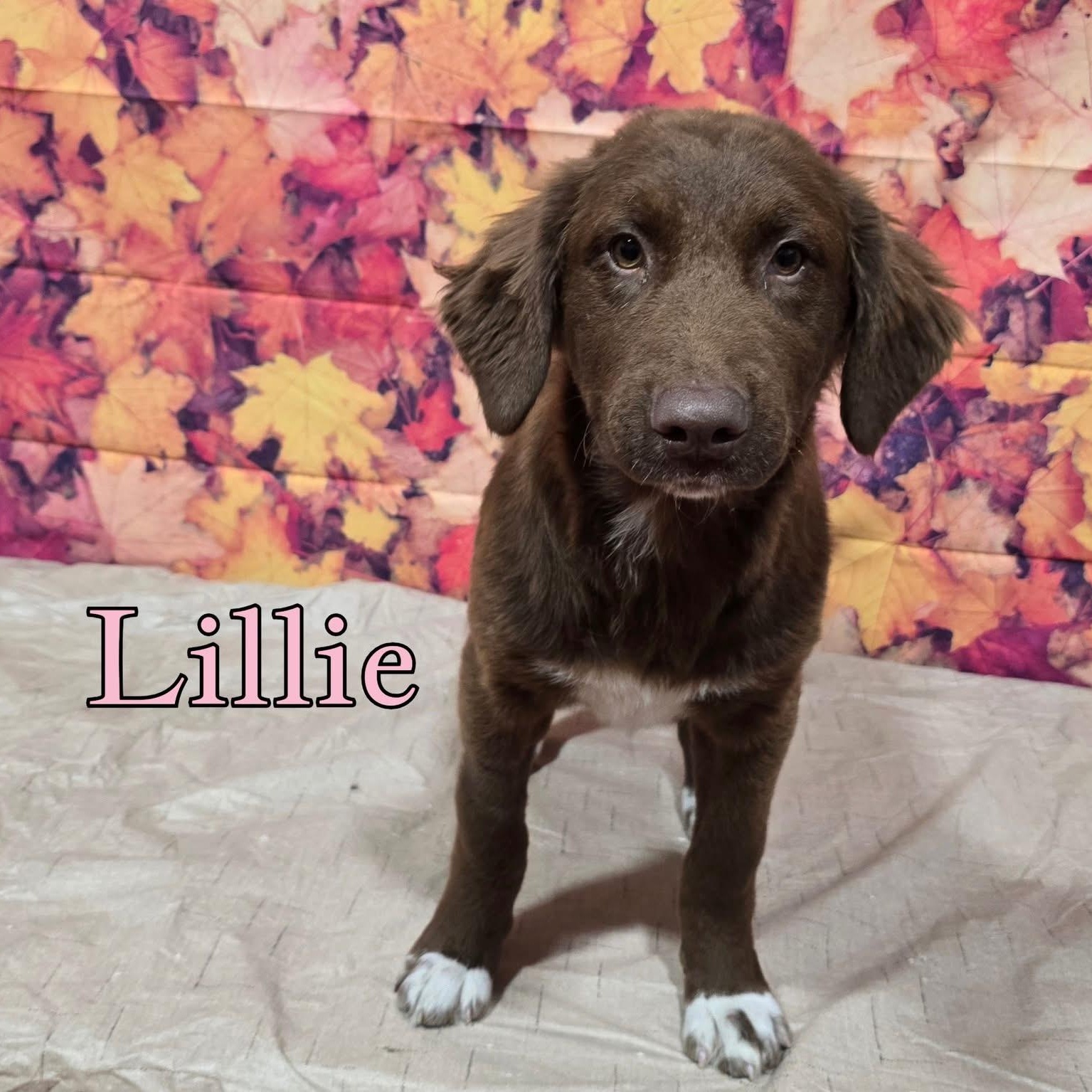 Enlarge Lillie, a Adoptable mixed breed in Joliet, IL image 1/1