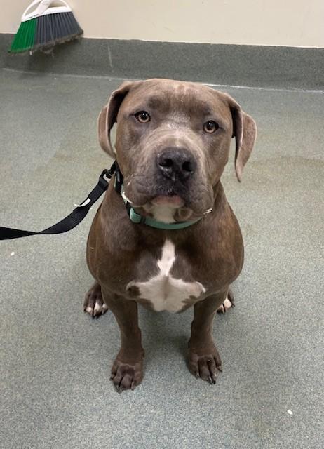 Enlarge KODAK, a Adoptable mixed breed in Lees Summit, MO image 1/1